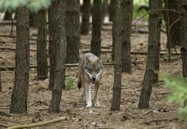 Wolf in oost duitsland